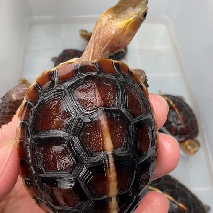 母绿毛龟我**～啦啦了啦