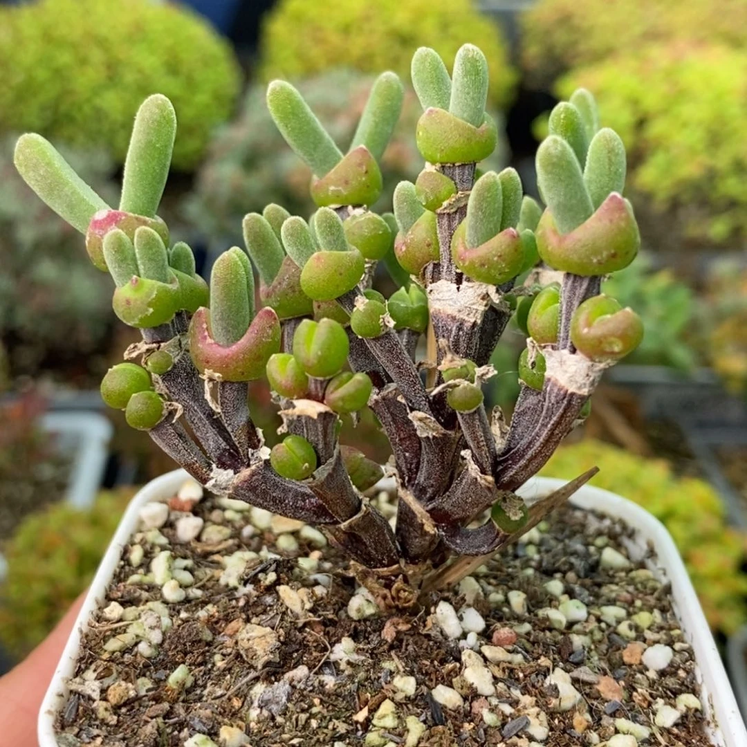 0903枝干兔子 。