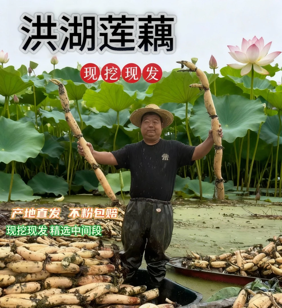 【顺丰包邮】煲汤带泥发货莲藕莲藕湖北正宗洪湖粉莲藕