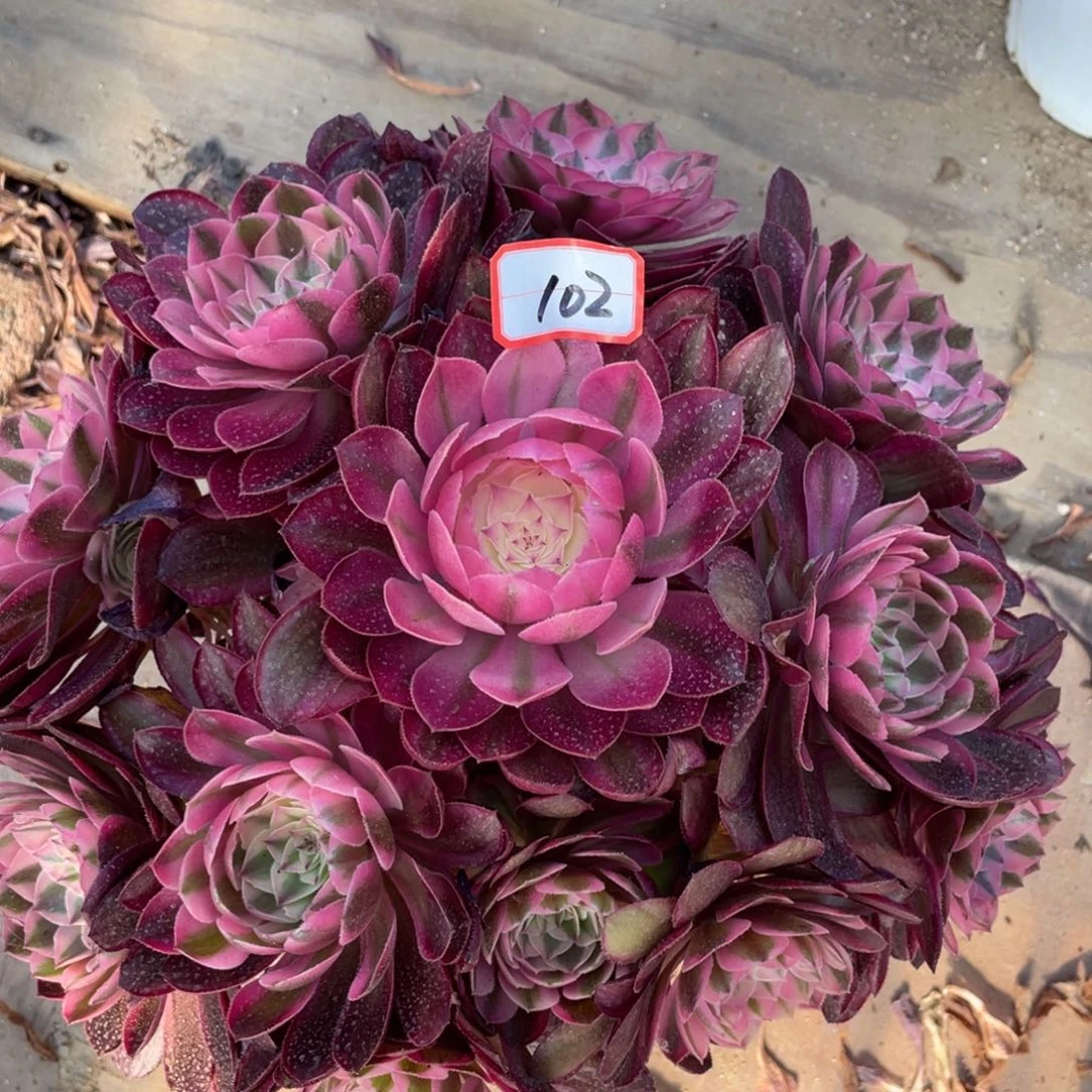 102倾城多肉植物