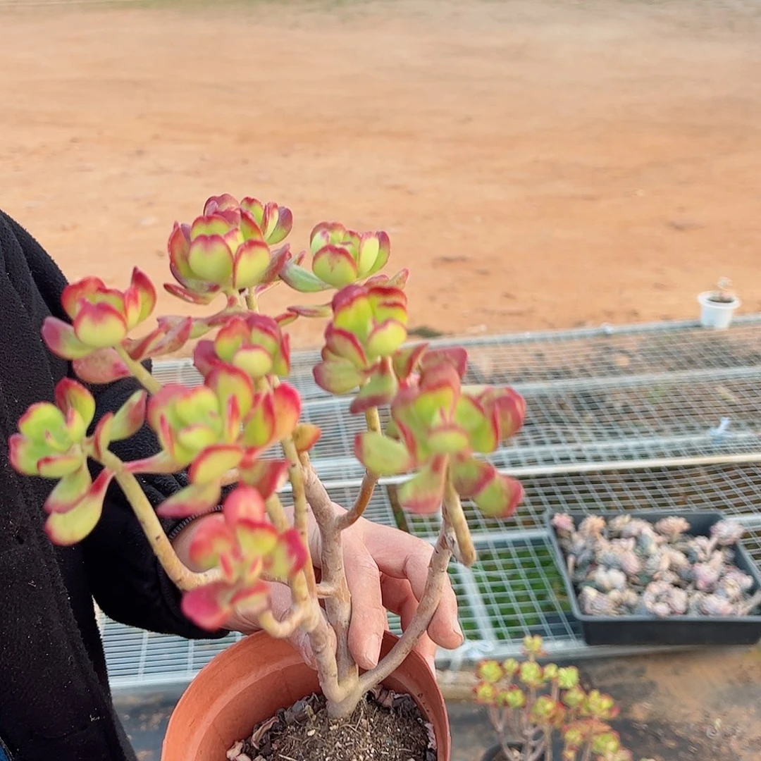 西瓜宝珠多肉植物大盆