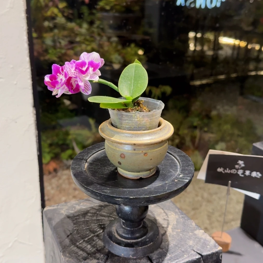 无花朵迷你蝴蝶兰陶盆
