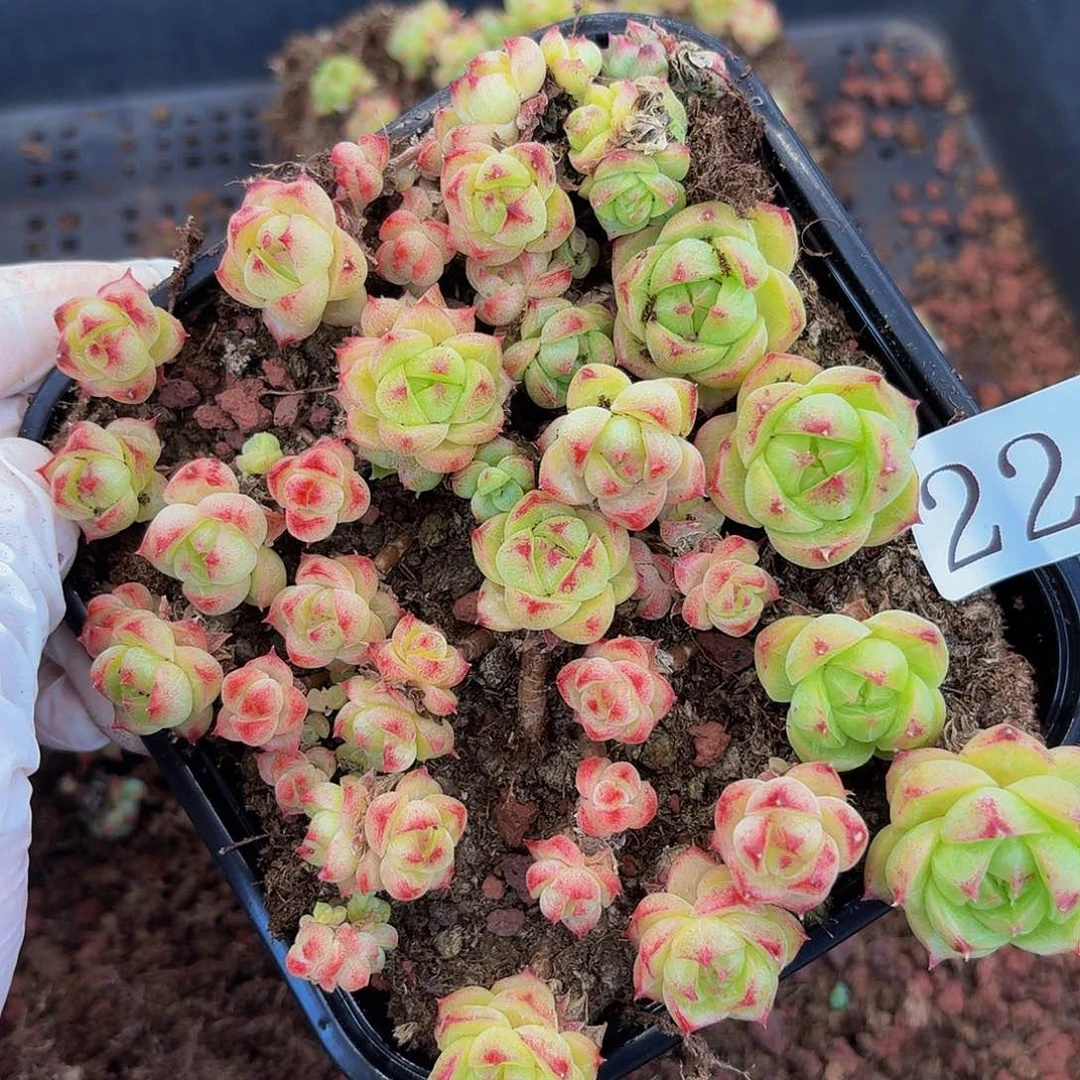 小**圆多肉植物多肉植物222