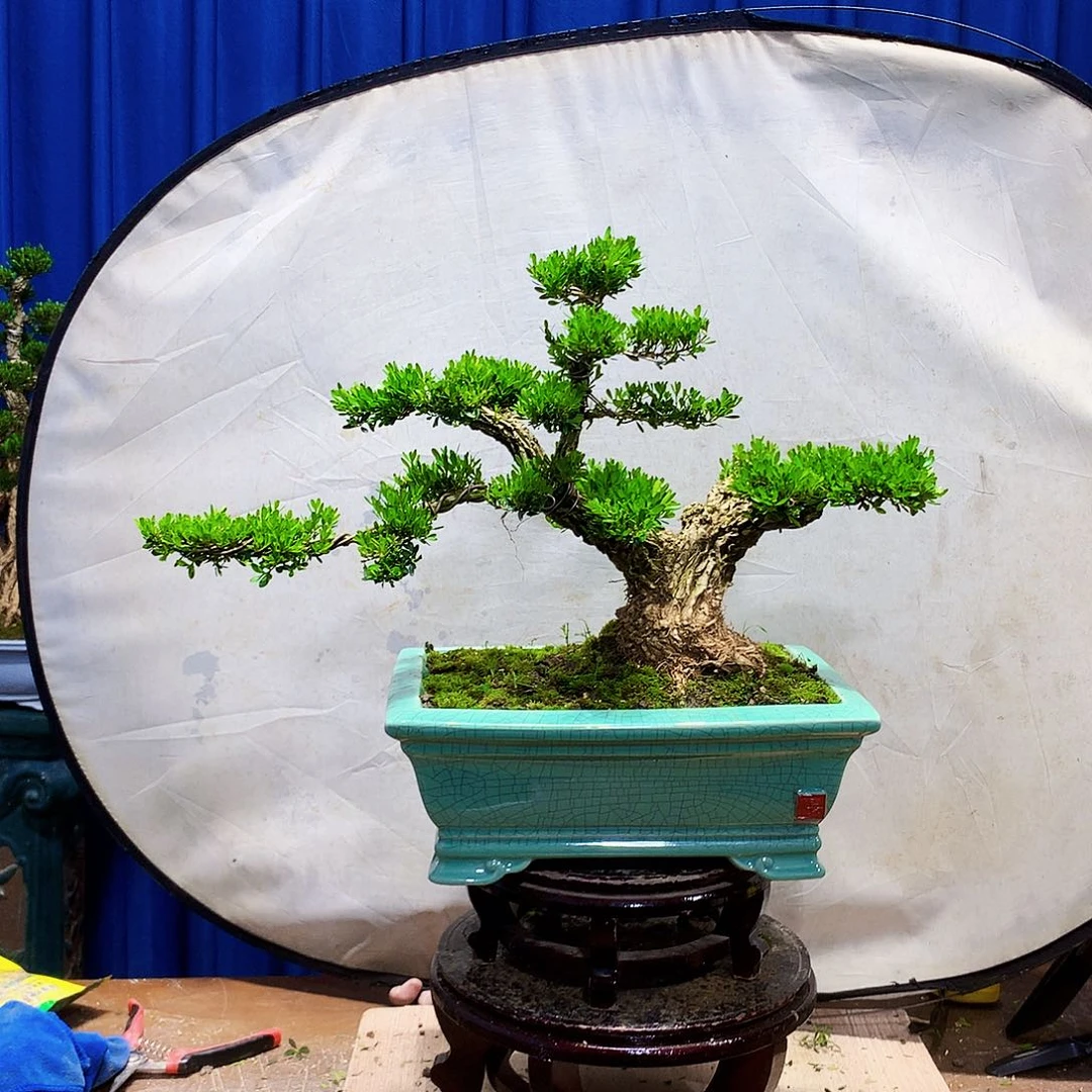 无花朵P****O黄杨盆景一物一拍