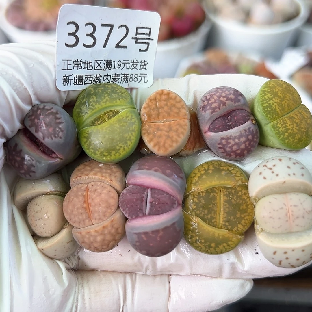 好养易活生石花大母本3372福利凑单