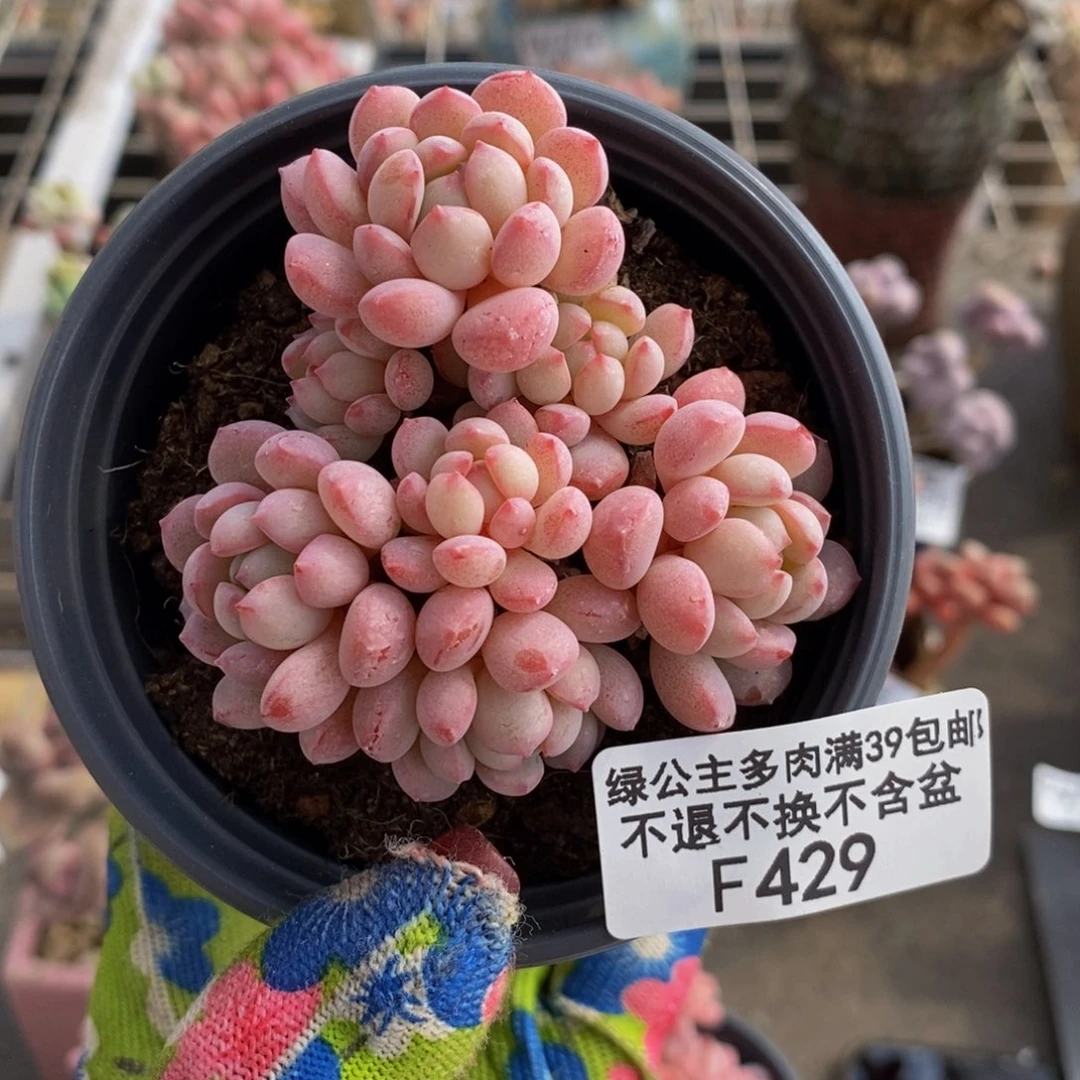 ?****?萌豆429/6cm多肉