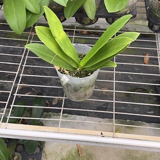 完全开放蓝星3.5寸根少破损不售后