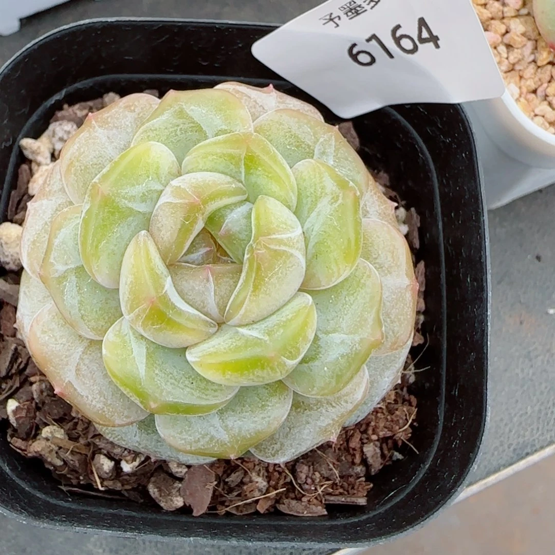 彩恋，6164多肉植物