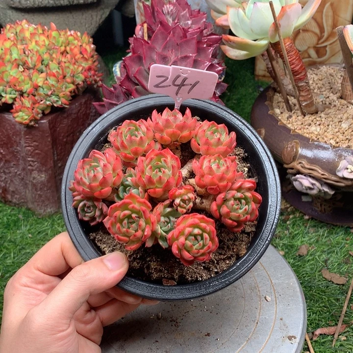 假***意多肉植物一物一拍241