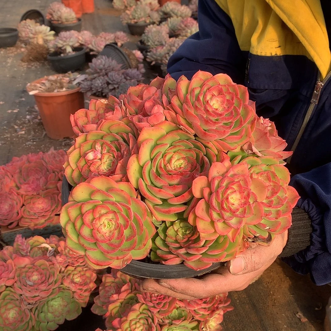 胖哥多肉推荐高贵22.8