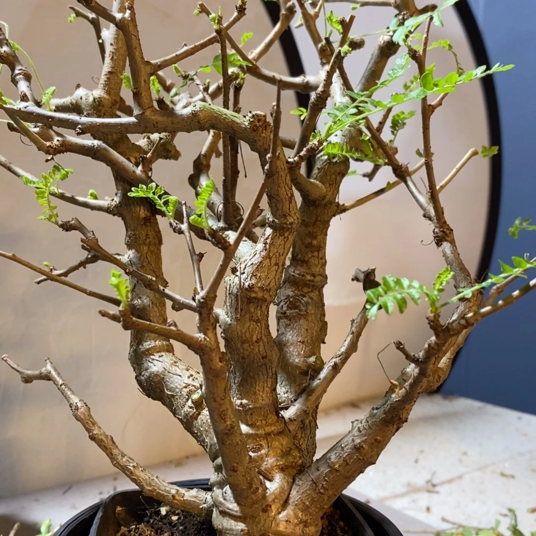 尼勒达乳香实生带盆