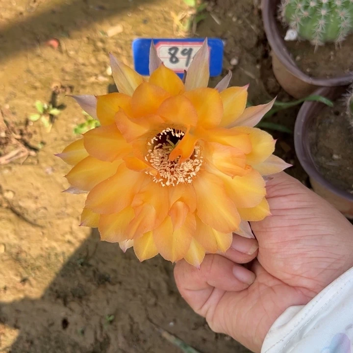 890，实生彩草。。。。