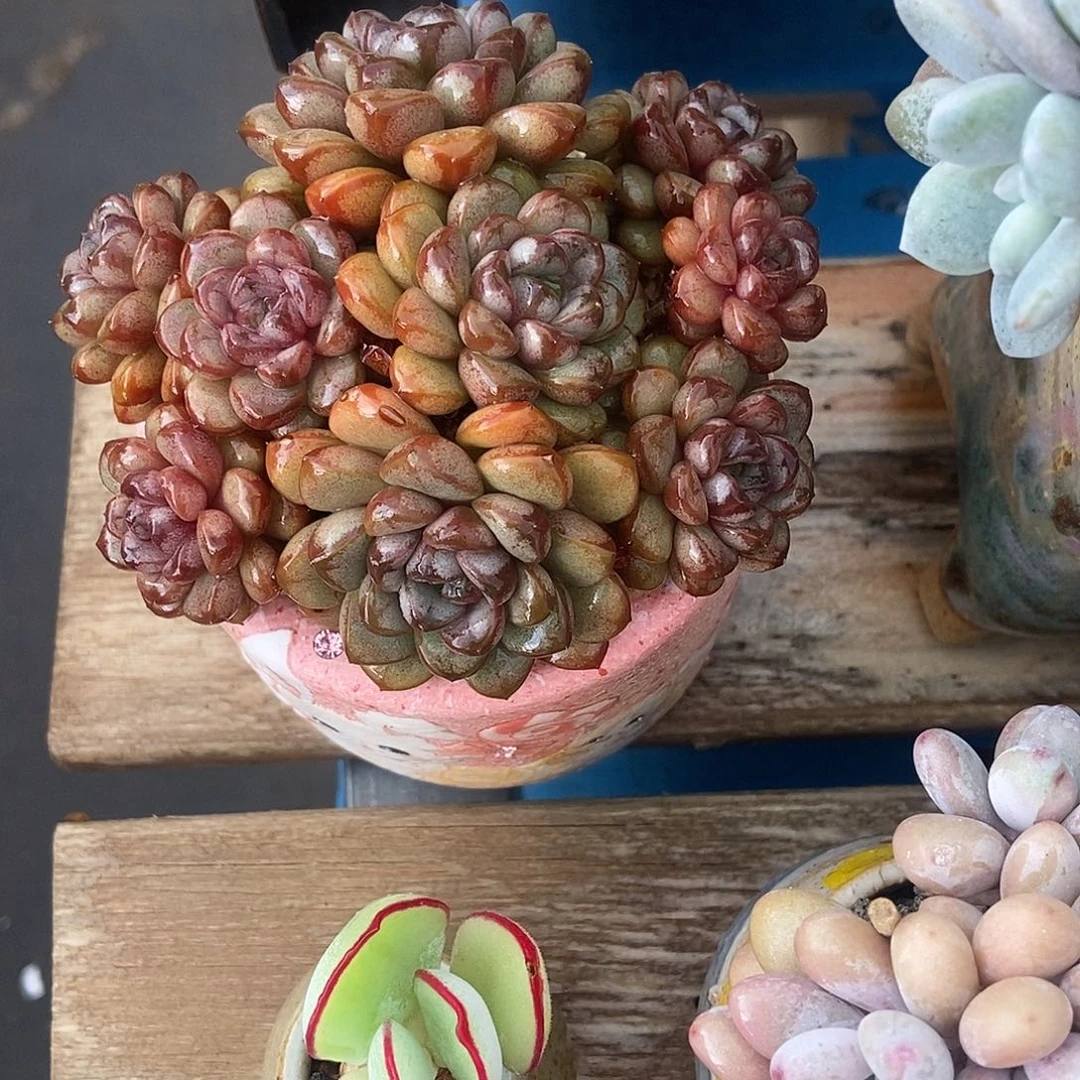 葡萄群生小精控一物一拍