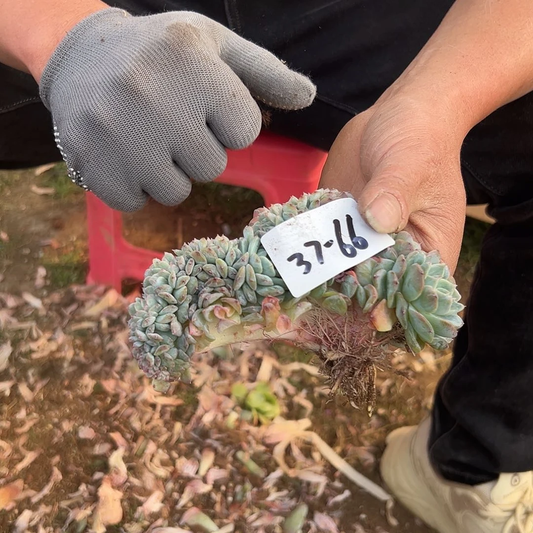 ^**?37-66冰魄缀化多肉瑕疵