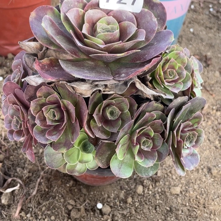 无花朵727多肉植物魅金玫瑰