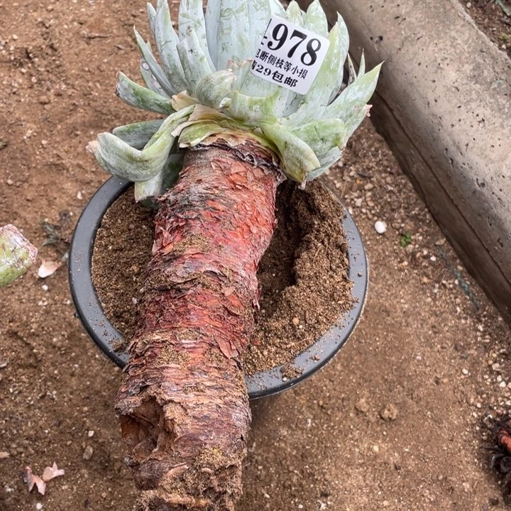 978号雪山多肉植物