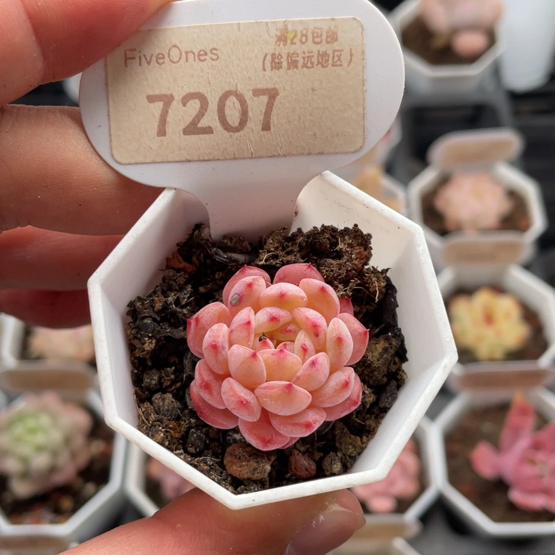 白胖子7207-3厘米
