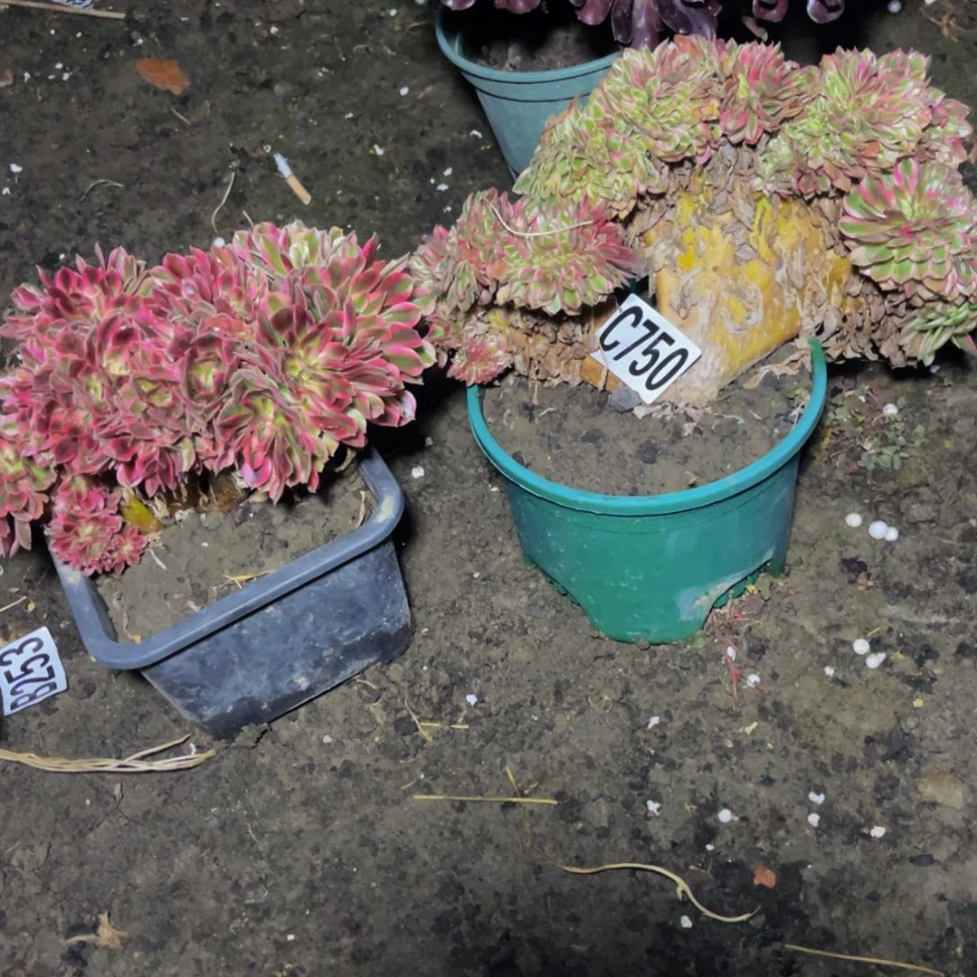 两盆法师16////8瑕疵包邮