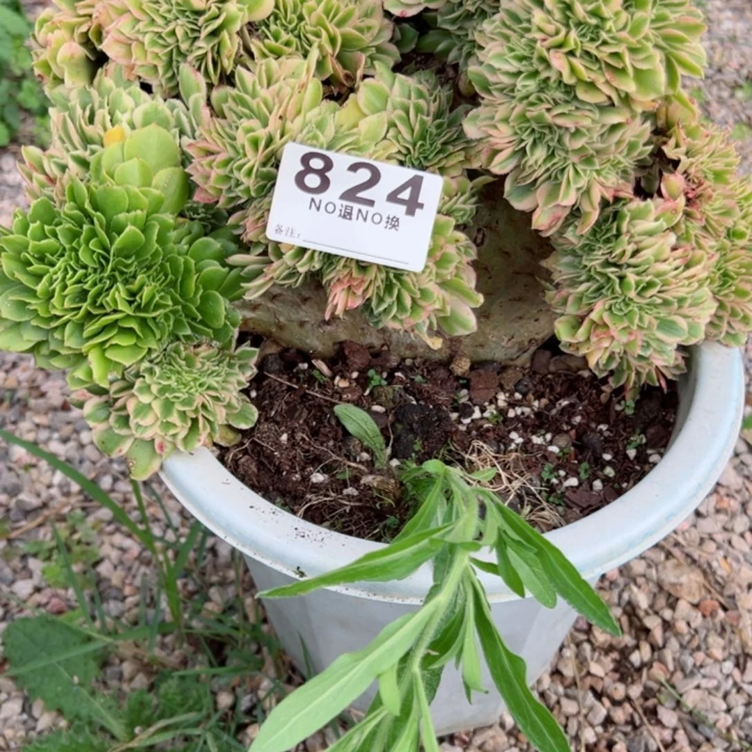 苏***夏824多肉法师迈巴赫缀一个