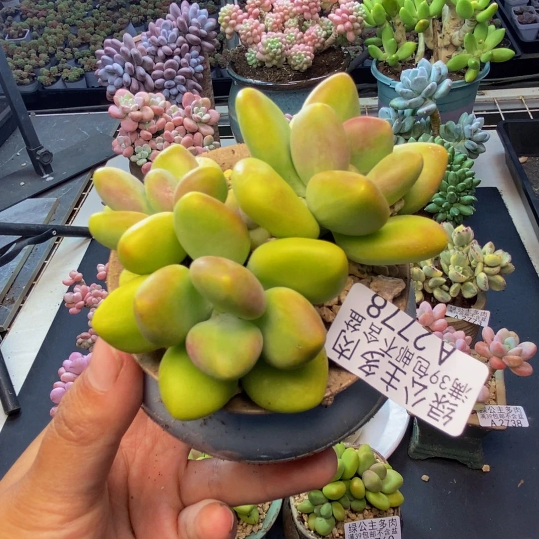 778芒果奶kk奶多肉7c m