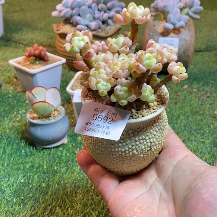 0692啊啊啊啊啊啊啊啊啊啊