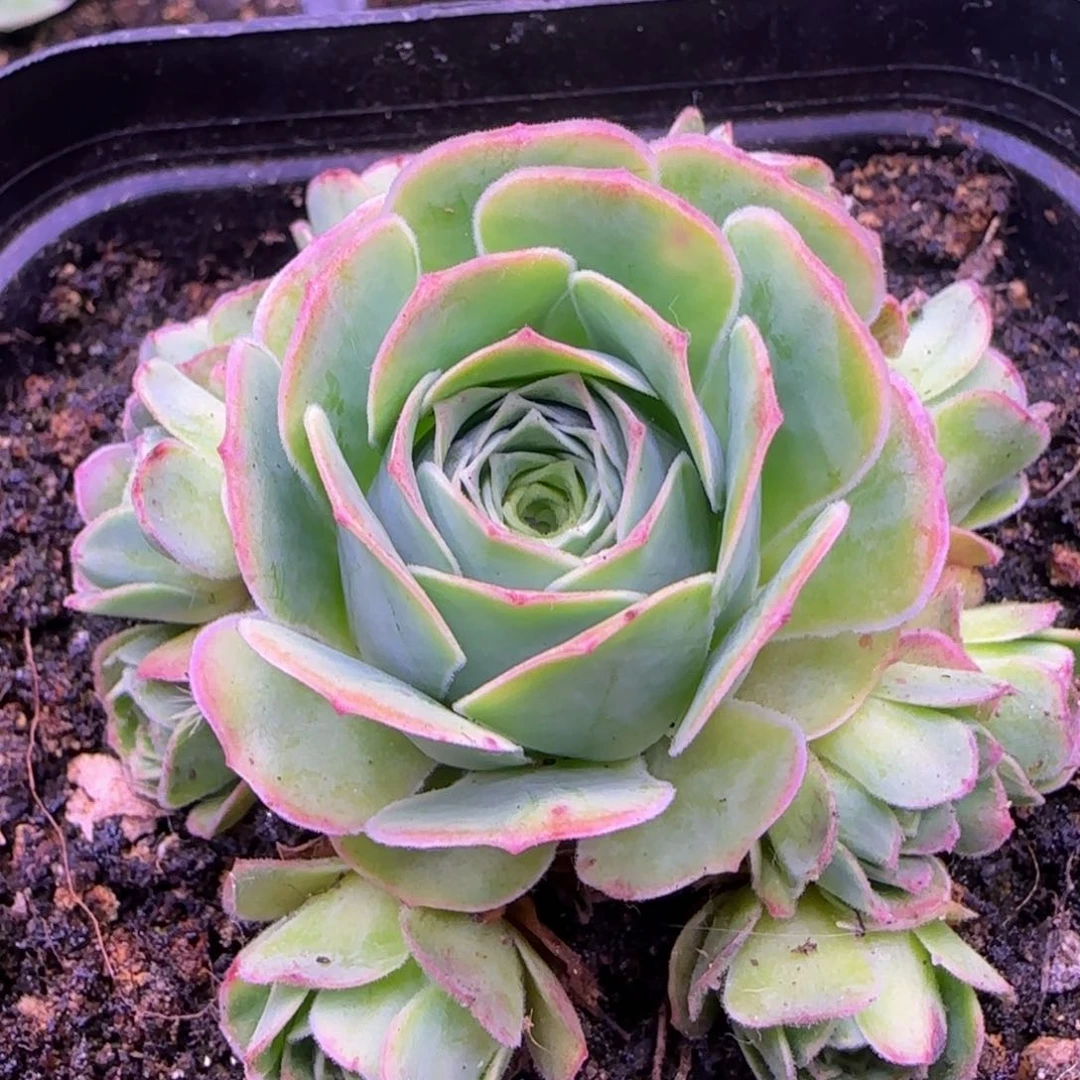 整群玫瑰11侧芽6.5厘米1424424242535