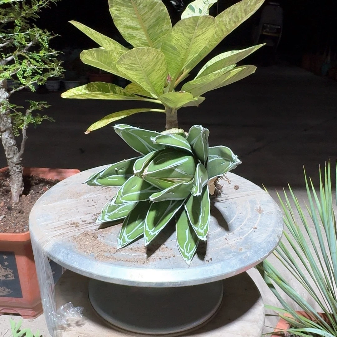 世之雪龙舌兰一一