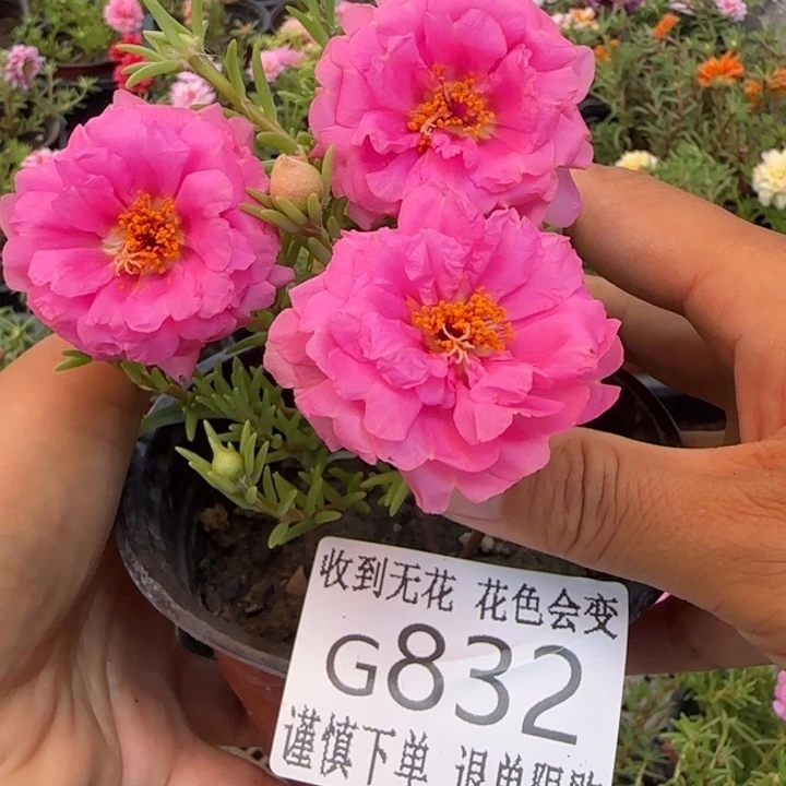无花朵G832超小苗盆口10cm可能有虫