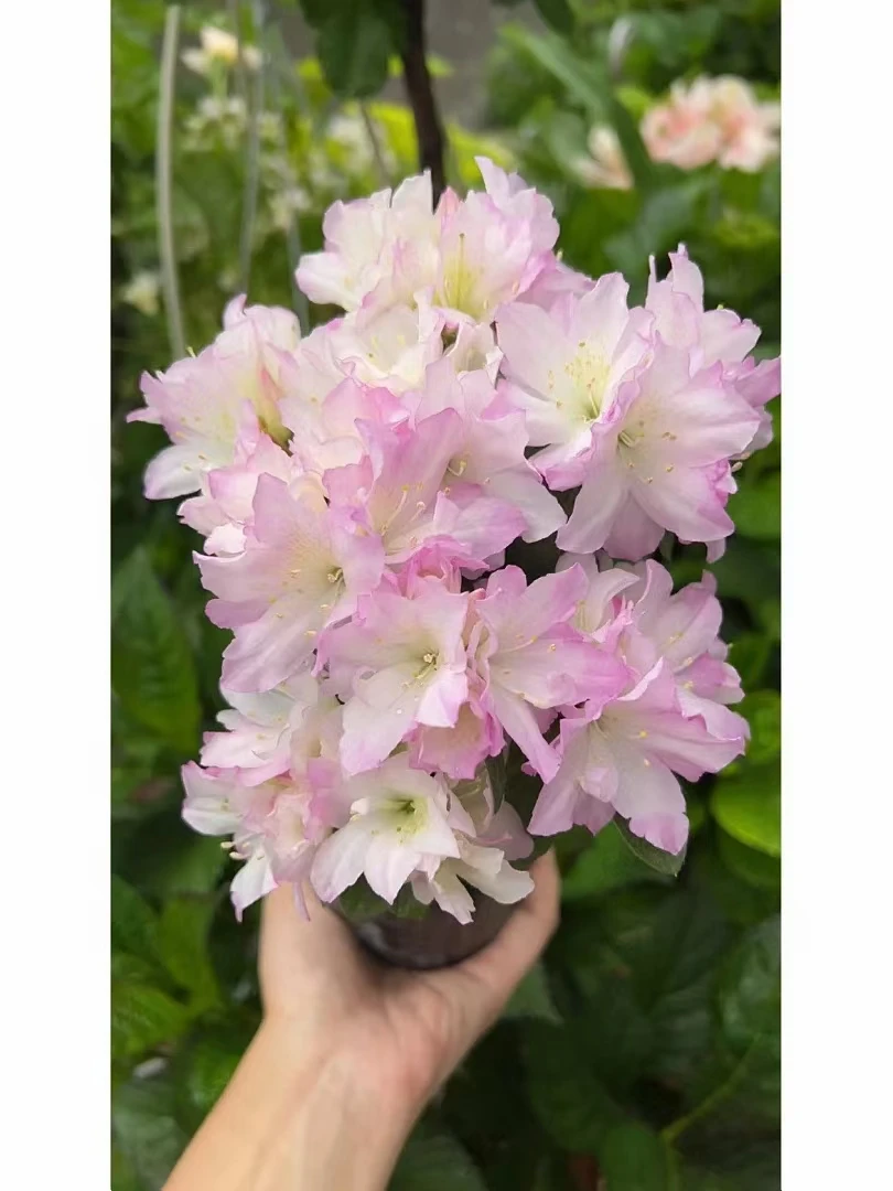 贵妇人杜鹃花盆栽精美仙女色东鹃品种室内外阳台花园庭院盆栽花卉