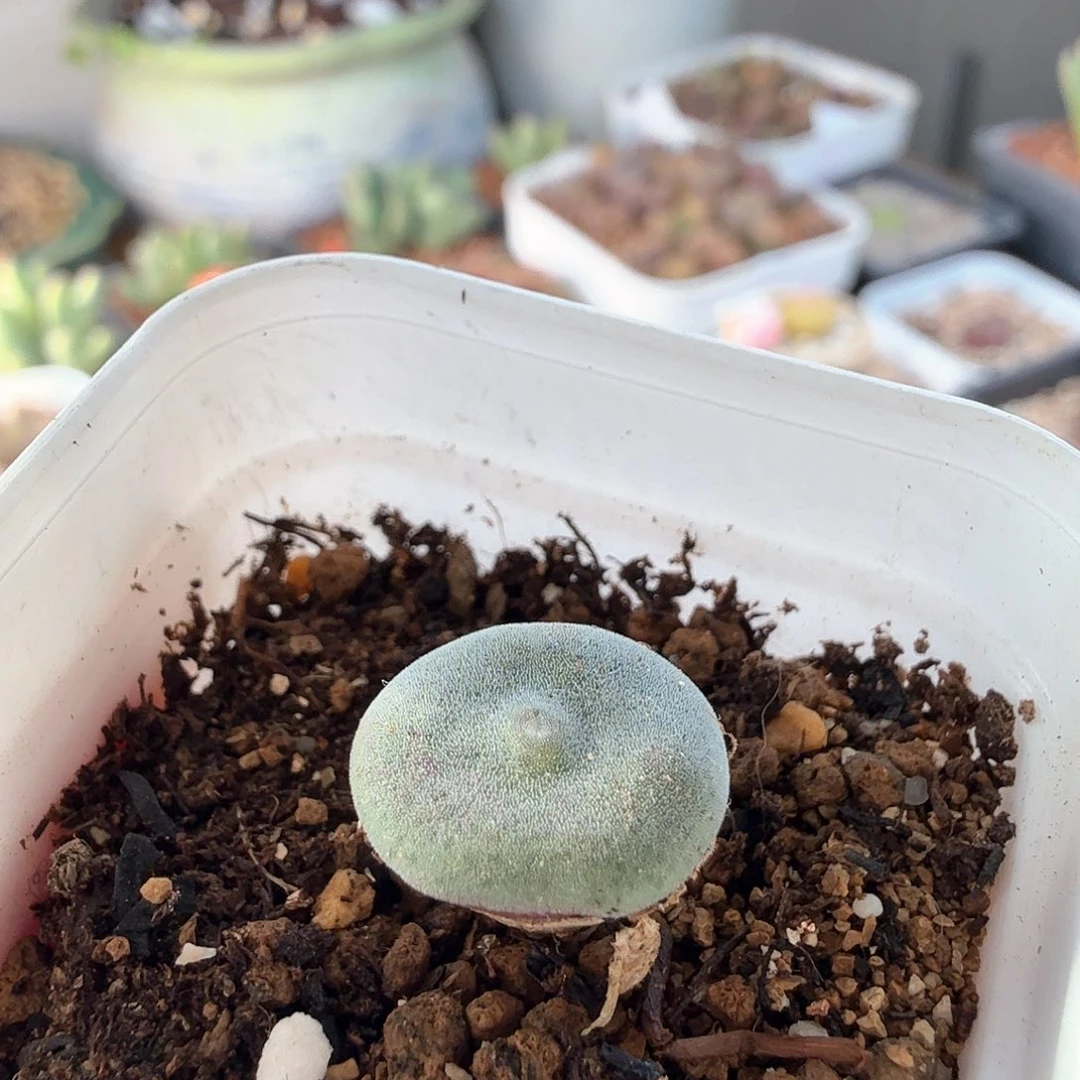 薇*安2.6.63/evj8512毛饼/多肉