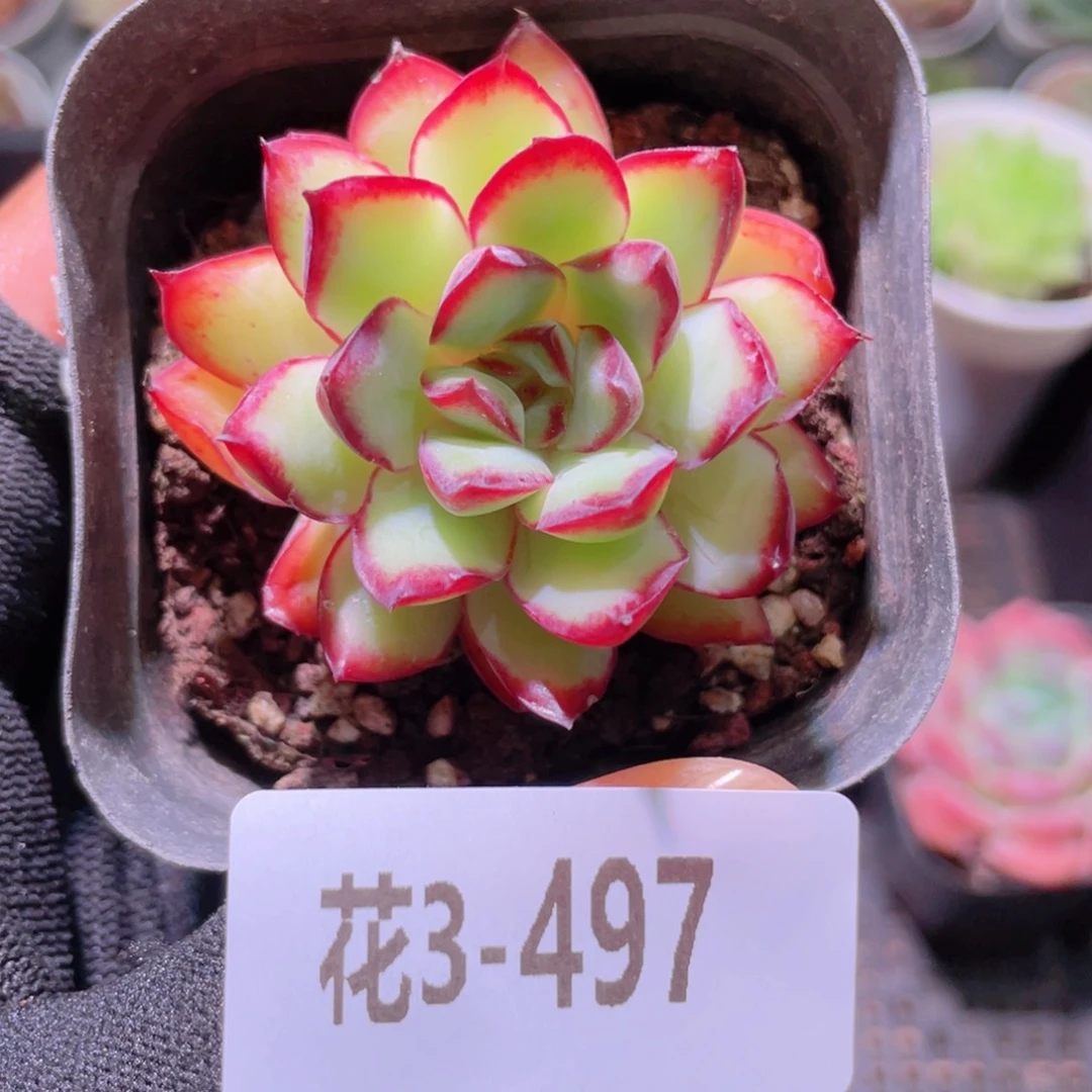 花利美3-497原始灵隐