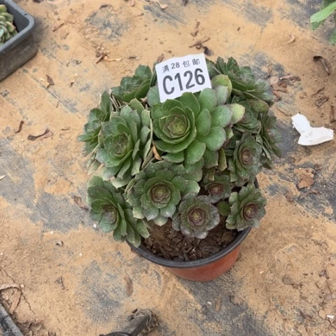 126万圣节不包断枝