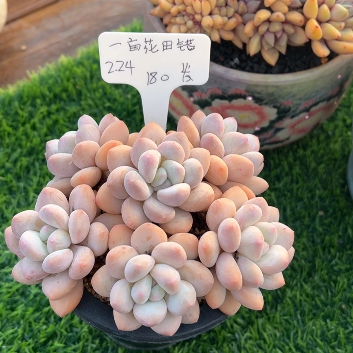张张精品多肉一亩花