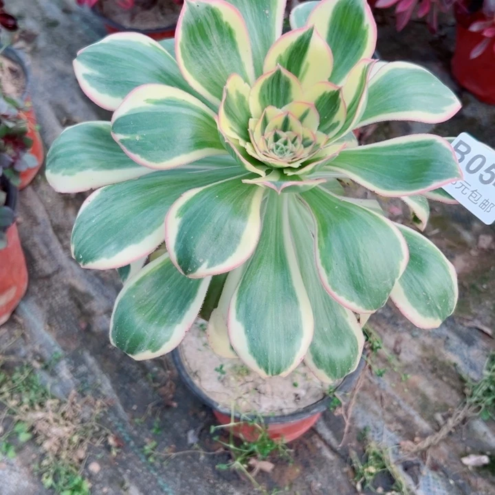 54燕姿多肉植物的