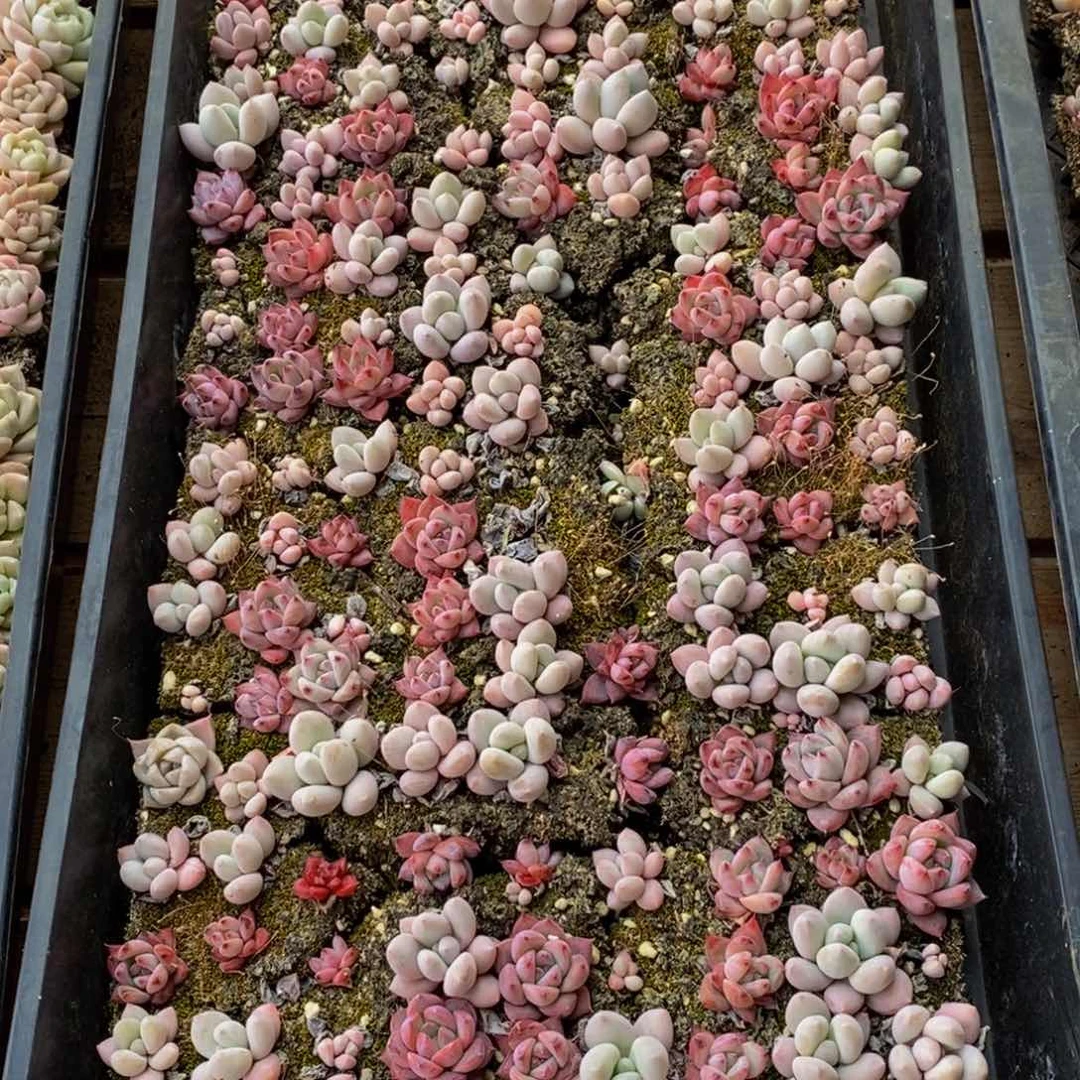 110多肉植物去年种植面积
