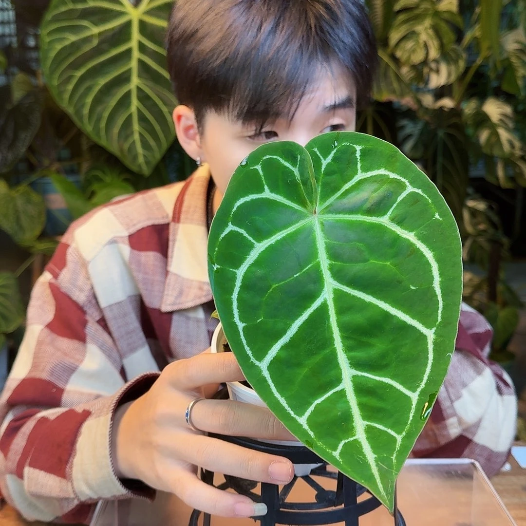 完全开放J80南美水晶杂绿丝绒