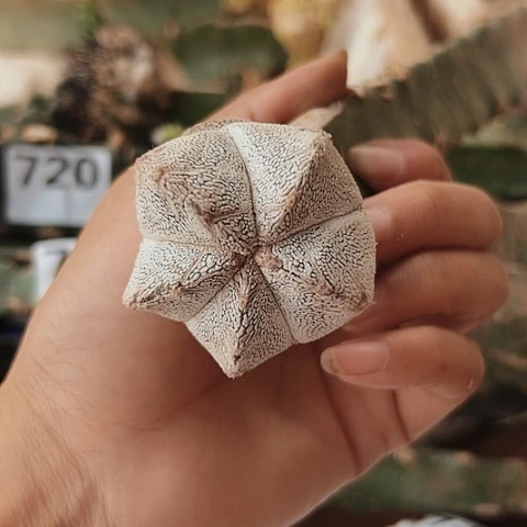 731嗯中仙人球处理