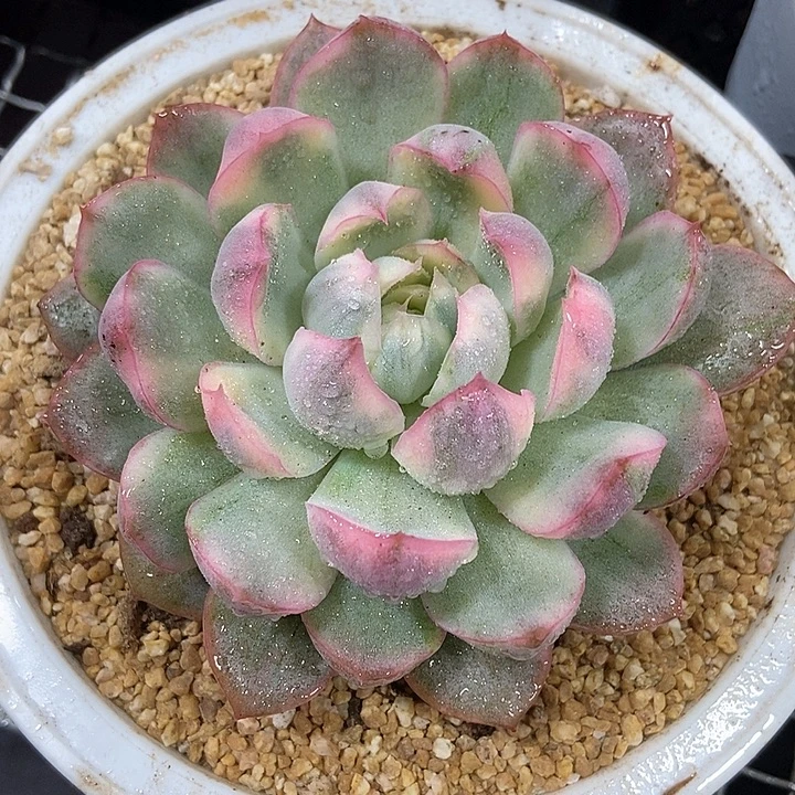 草莓蛋糕锦多肉植物