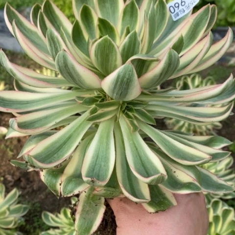 960青莲满25包邮多肉