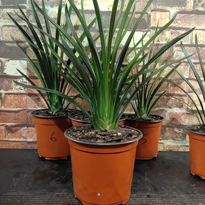 完全开放11111111111