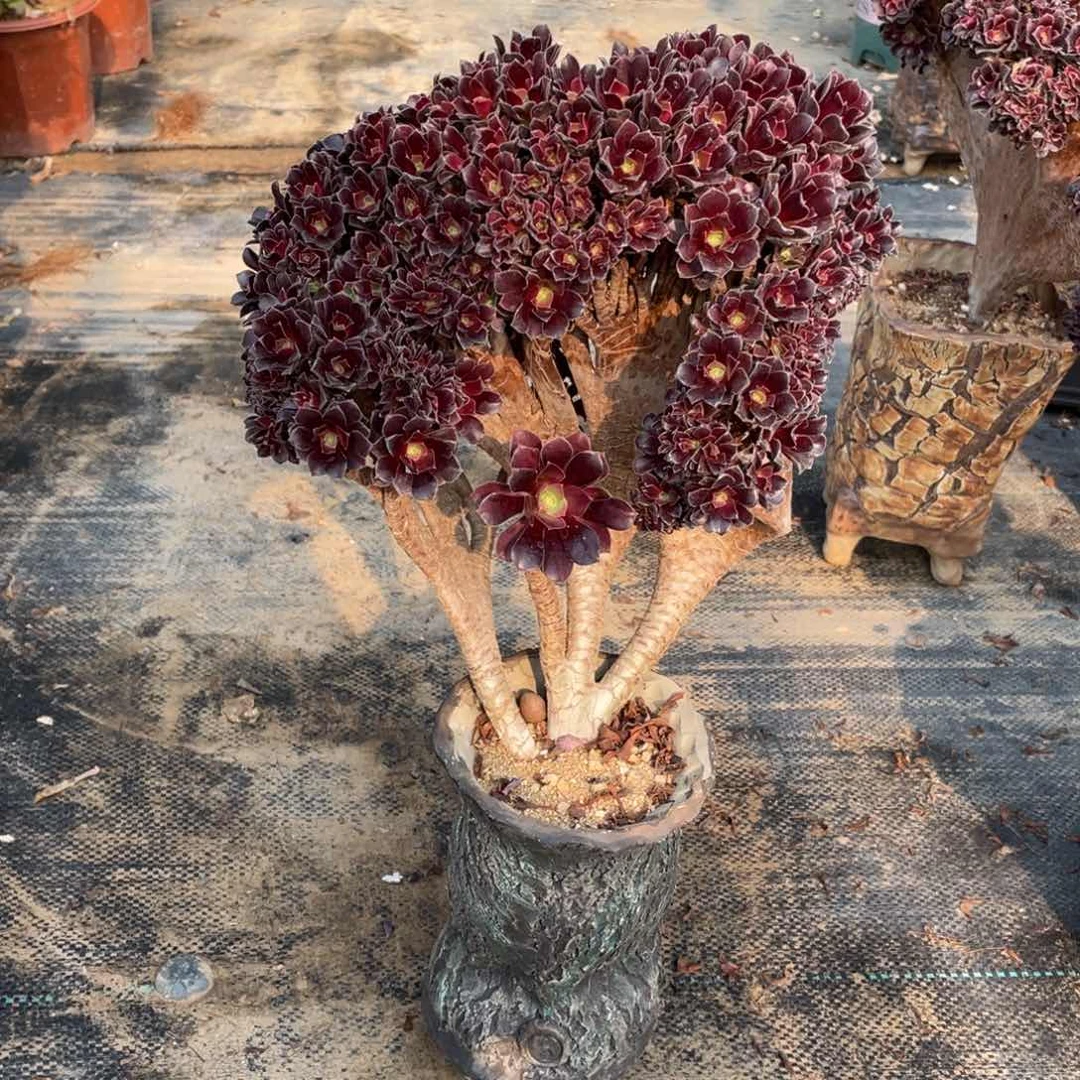 沙**工欧子朵缀脱土发货