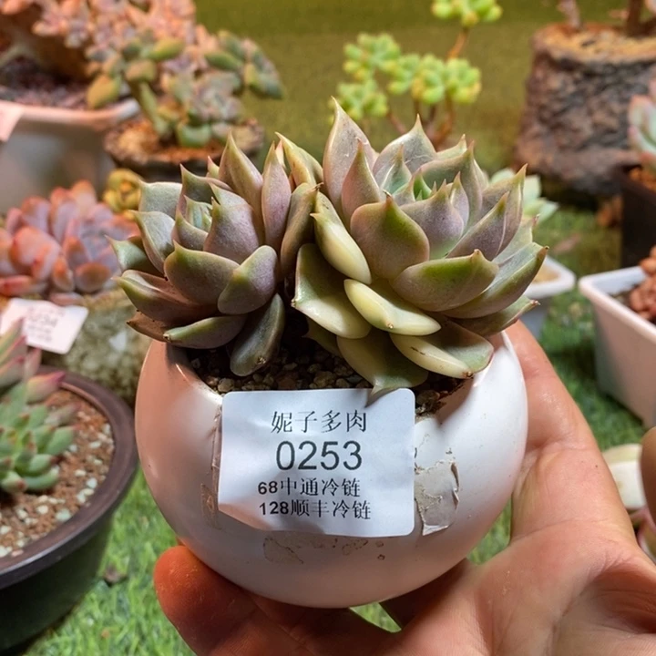 0253啊啊啊啊啊啊啊啊啊啊