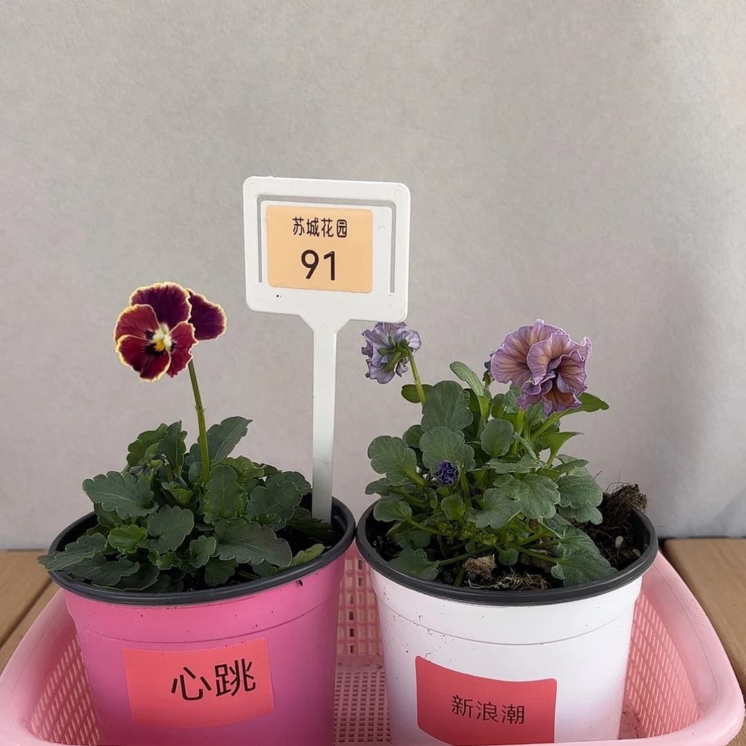 大部分开放少量花苞91