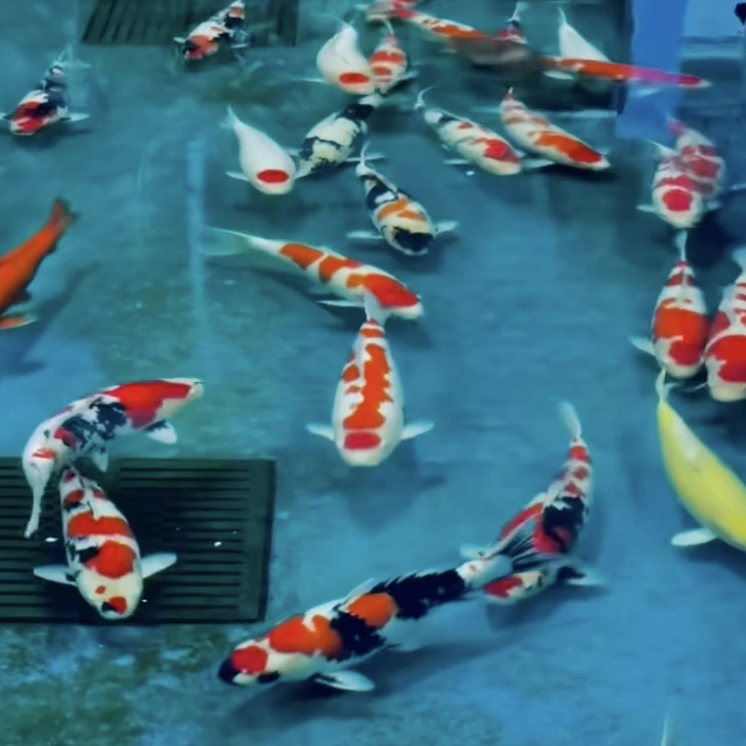 四海锦鲤-5号链接-介子火鲤单色鱼