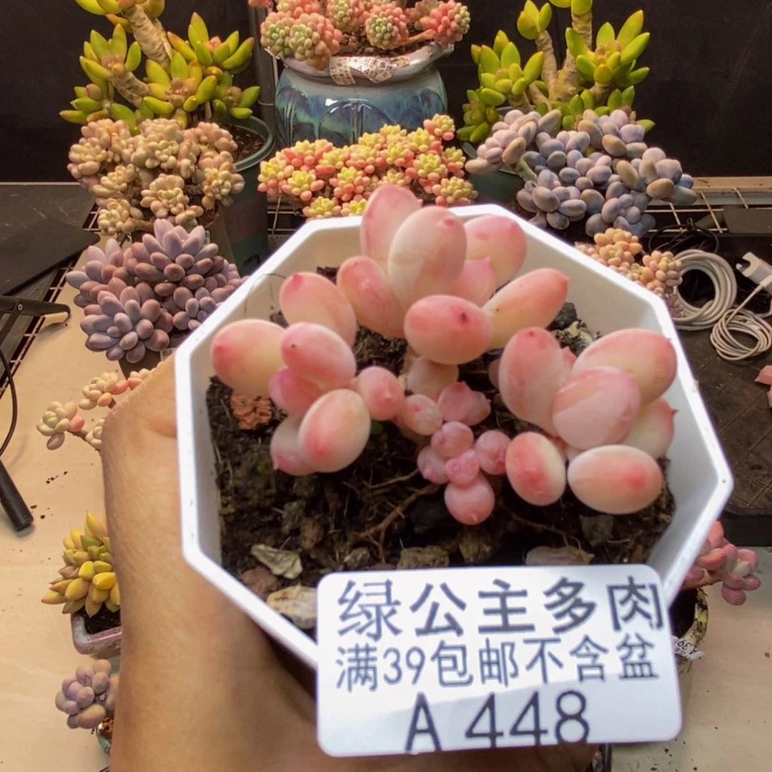 448苹果奶二代多肉4c m