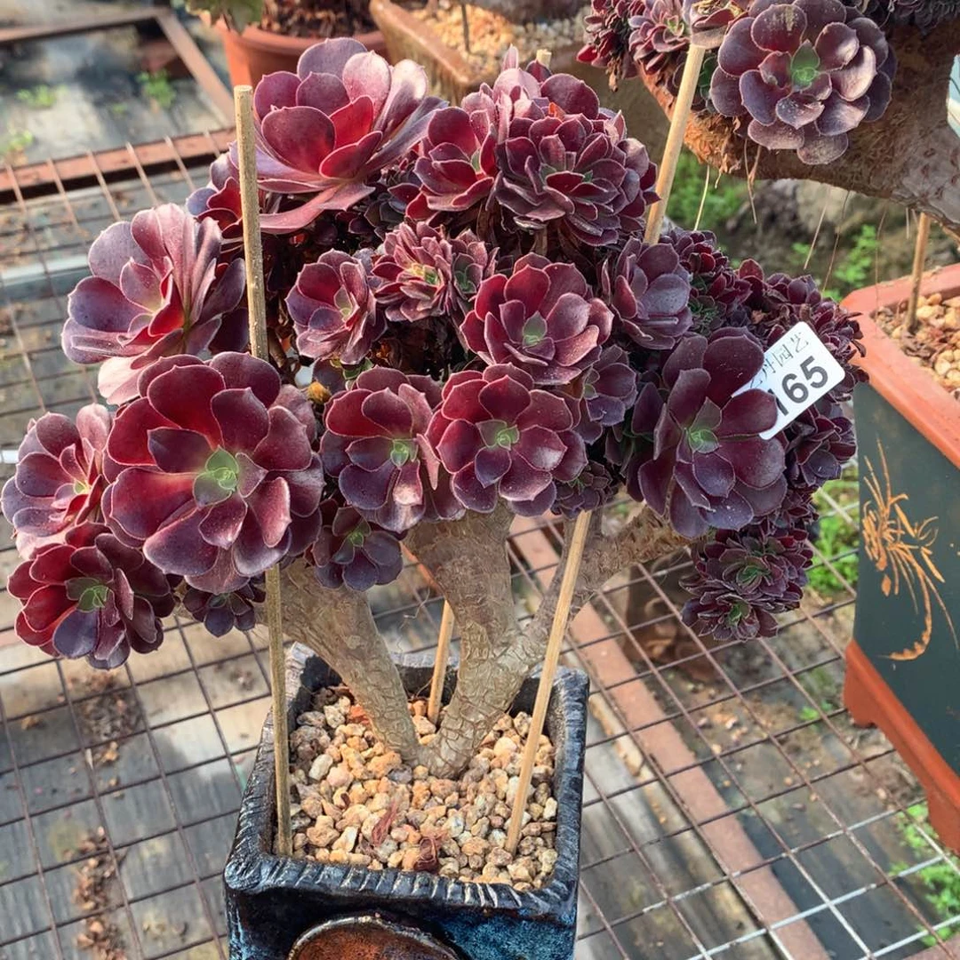 165梅花朵朵一颗星星