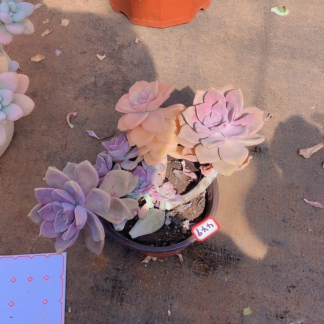 一物一拍多肉家里449紫乐锦