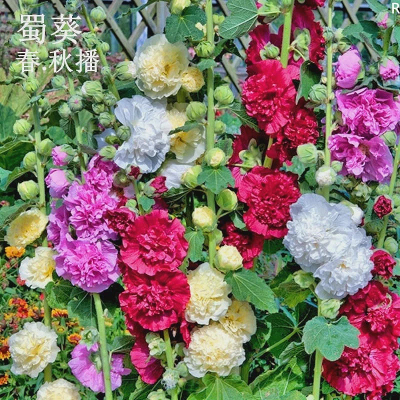 .蜀葵花种混色一丈红重瓣蜀葵种子室外庭院多年生四季易活花卉籽