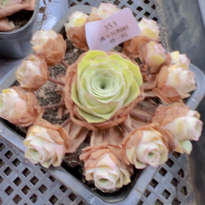 353 裸根不带土发货不包损