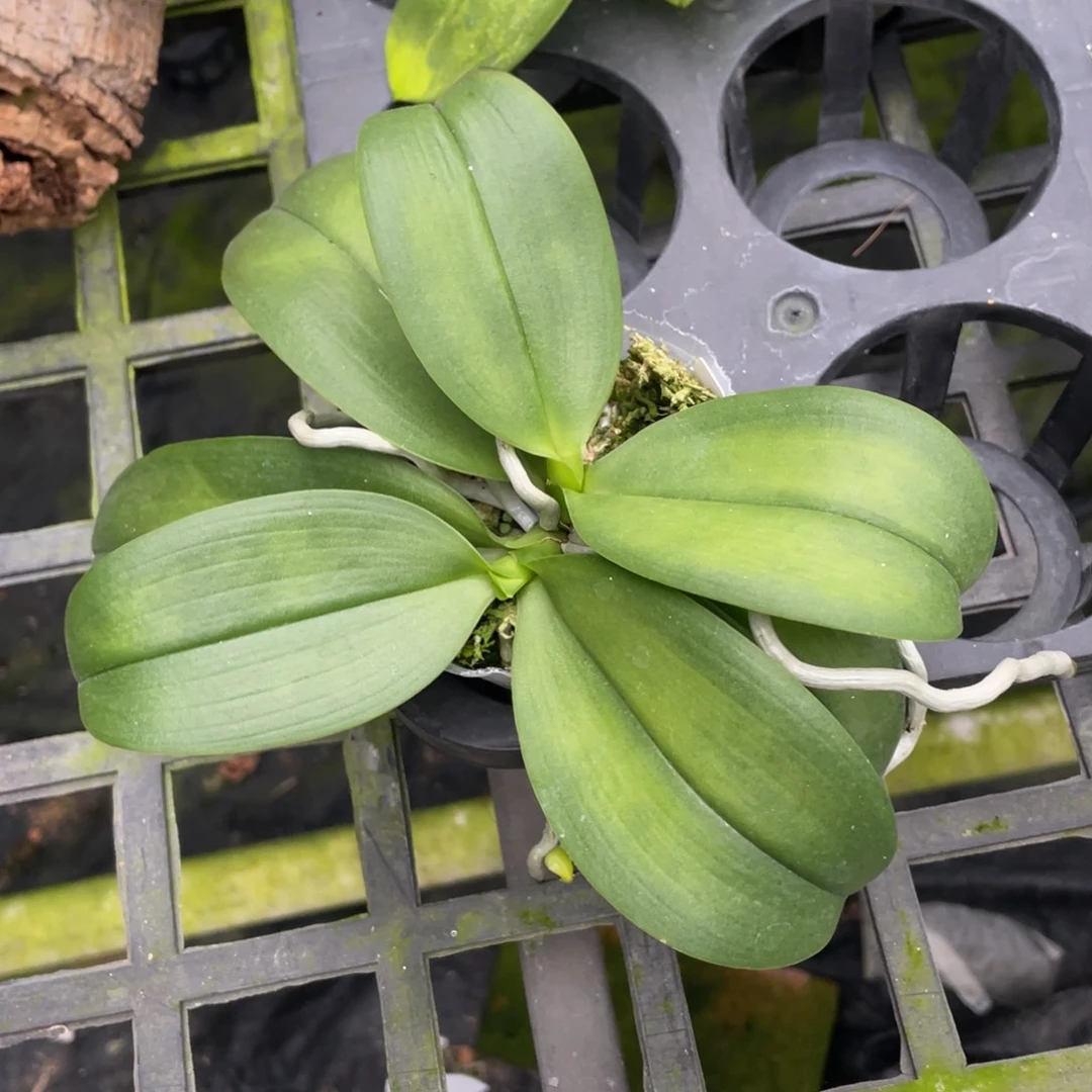 当前无花栽培后可以开花